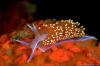 Sea Fish alsunna.org (3)